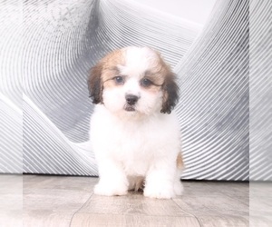 ShihPoo Puppy for sale in WESTPOINT, IN, USA
