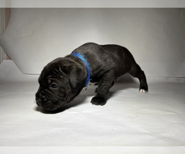Medium Photo #7 Cane Corso Puppy For Sale in NARVON, PA, USA