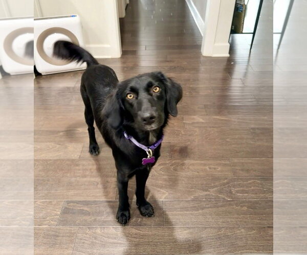 Medium Photo #5 Collie-Unknown Mix Puppy For Sale in Fort Worth, TX, USA