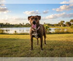Small #2 Plott Hound Mix