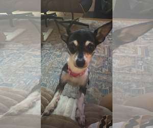 Chihuahua Dogs for adoption in Mount Pleasant, SC, USA