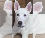 Small Siberian Husky-white german shepherd Mix