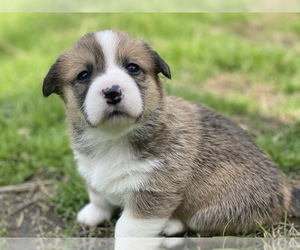 Pembroke Welsh Corgi Puppy for sale in BRYAN, TX, USA