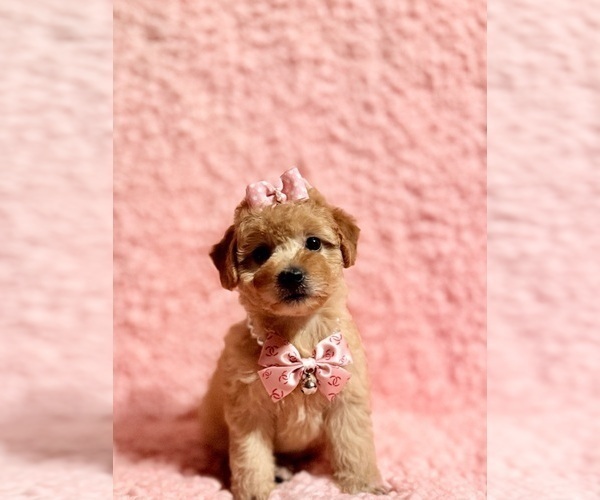 Medium Photo #5 Poodle (Toy) Puppy For Sale in REDLANDS, CA, USA