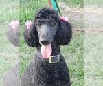 Small Photo #1 Poodle (Standard) Puppy For Sale in LITHIA, FL, USA