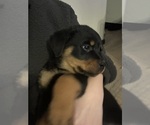 Small #16 Rottweiler