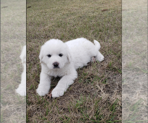 Great Pyrenees Puppy for sale in UMATILLA, FL, USA
