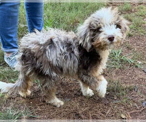 Mutt Dogs for adoption in Mooresville, NC, USA