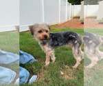 Small #2 Silky Terrier Mix