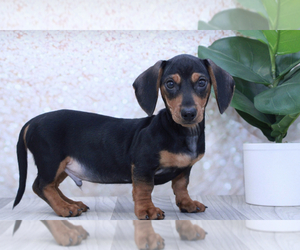 Dachshund Puppy for sale in MARIETTA, GA, USA