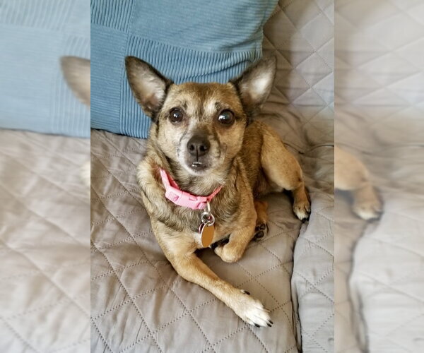 Medium Photo #1 Chihuahua-Unknown Mix Puppy For Sale in Mount Laurel, NJ, USA