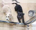 Small #4 Poodle (Miniature) Mix