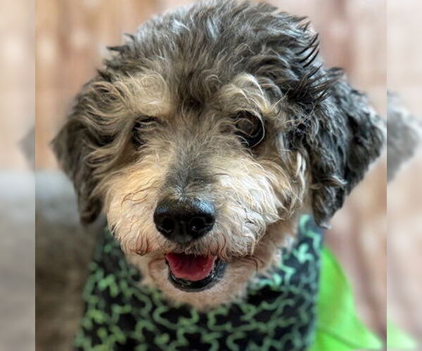 Medium Photo #9 Mutt Puppy For Sale in Arlington, VA, USA