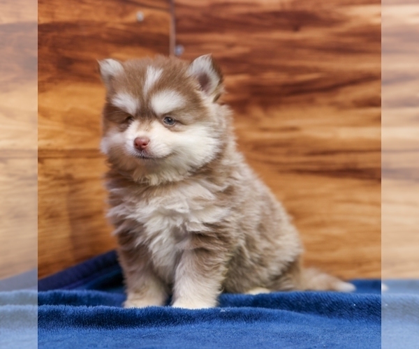 Medium Photo #10 Pomsky Puppy For Sale in DEER GROVE, IL, USA