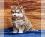 Small #9 Pomsky