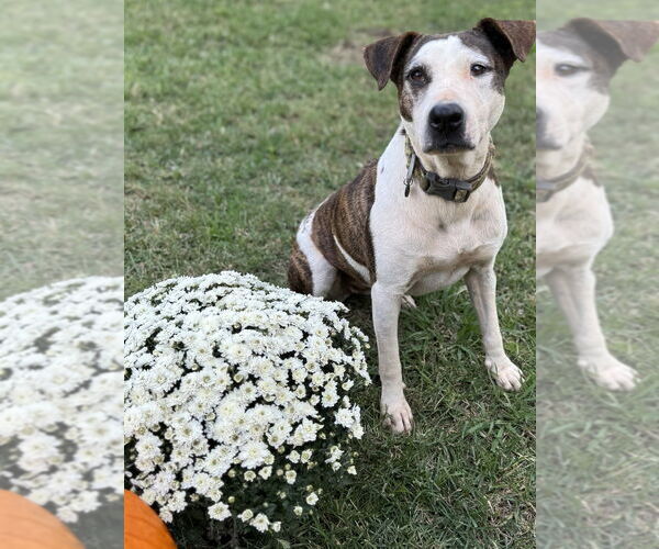 Medium Photo #1 Mutt Puppy For Sale in Conway, AR, USA