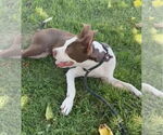 Small American Pit Bull Terrier