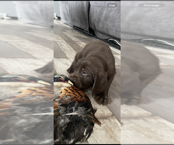 Medium Photo #3 Pudel Pointer Puppy For Sale in SIOUX FALLS, SD, USA