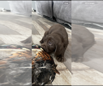 Small Photo #3 Pudel Pointer Puppy For Sale in SIOUX FALLS, SD, USA