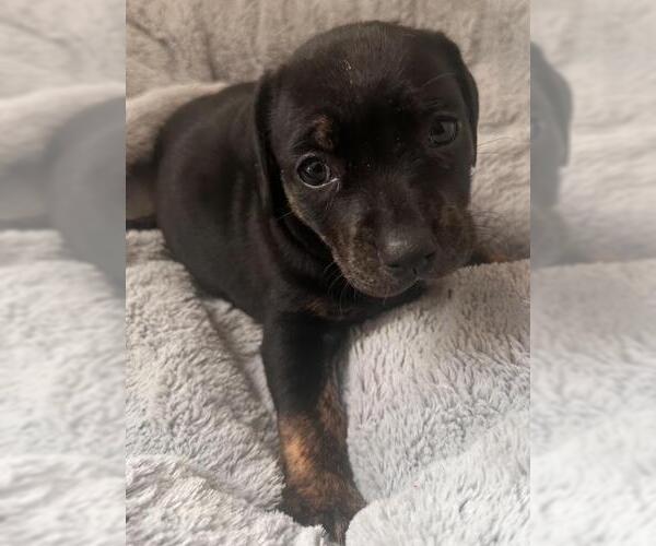 Medium Photo #3 Dachshund-Unknown Mix Puppy For Sale in Los Angeles, CA, USA