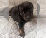 Small #2 Dachshund Mix