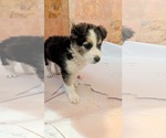 Small #1 Australian Shepherd Mix