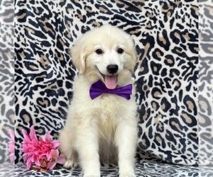 American Eskimo Dog-Golden Retriever Mix Puppy for sale in LANCASTER, PA, USA
