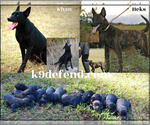 Small Photo #1 Dutch Shepherd Dog Puppy For Sale in SPRINGFIELD, MO, USA