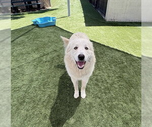 Great Pyrenees Dogs for adoption in Corona, CA, USA