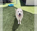 Small Great Pyrenees