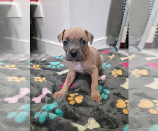 Medium Photo #1 Boxer-Unknown Mix Puppy For Sale in MIDWAY, UT, USA