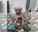 Small Boxer Mix
