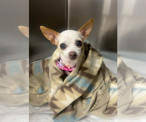 Medium Photo #1 Chihuahua Puppy For Sale in Arlington, VA, USA