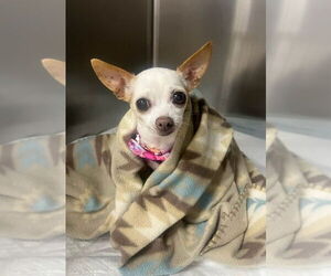 Chihuahua Dogs for adoption in Arlington, VA, USA