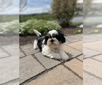 Small #2 Shih Tzu