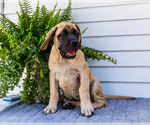 Small Photo #41 Mastiff Puppy For Sale in WAKARUSA, IN, USA