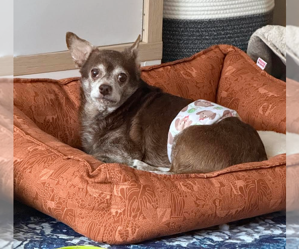 Medium Photo #2 Chihuahua-Unknown Mix Puppy For Sale in Princeton, MN, USA