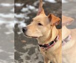 Small #4 Chihuahua-Labrador Retriever Mix