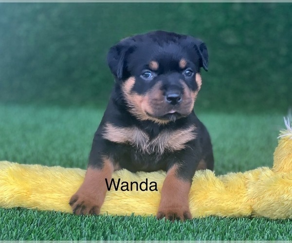 Medium Photo #12 Rottweiler Puppy For Sale in HOPKINSVILLE, KY, USA