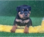 Small Photo #12 Rottweiler Puppy For Sale in HOPKINSVILLE, KY, USA
