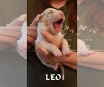 Small Photo #20 Great Dane Puppy For Sale in SPRAGGS, PA, USA