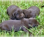 Small #3 Labrador Retriever