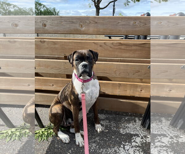 Medium Photo #5 Boxer Puppy For Sale in Woodbury, MN, USA
