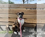 Small #4 Boxer