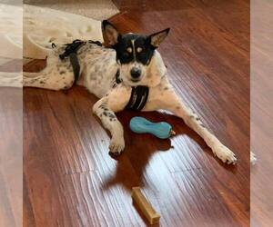 Galleta - Male Mutt Dog for Adoption - Photo #12