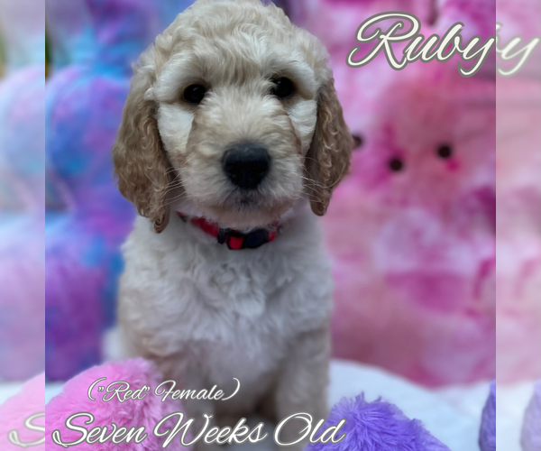 Full screen Photo #6 Goldendoodle Puppy For Sale in SAN ANTONIO, TX, USA