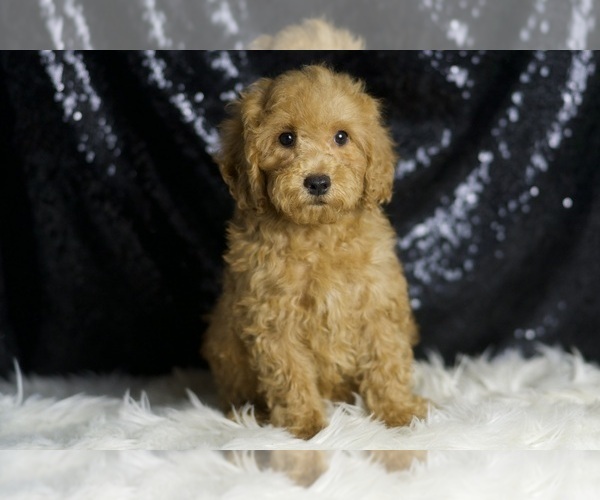 Medium Photo #5 Goldendoodle (Miniature) Puppy For Sale in WARSAW, IN, USA