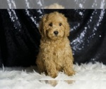 Small #4 Goldendoodle (Miniature)