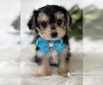 Small #8 Morkie