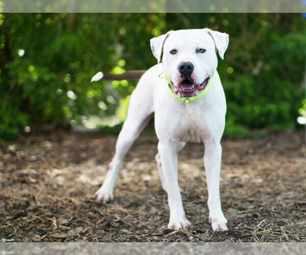 Medium Photo #2 American Bulldog Puppy For Sale in Tavares, FL, USA